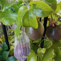 パッションフルーツ,よくがんばった❗の画像