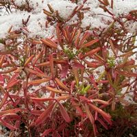 チューリップ,雪に負けない！,オキザリス桃の輝き,キュンキュン乙女倶楽部No.243,のんびり日曜の画像