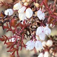 エリカ,カルーナ,ゴールデンミモザの画像