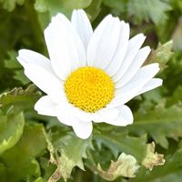 ノースポール,カンシロギク,花期が長い,キク科,さんぽの画像