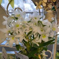 サボテン,胡蝶蘭,デンドロビウム　エンジェルベイビー‘グリーン愛’,ベランダガーデン,新しい仲間の画像