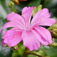 レウィシア,ピンク,ピンクの花,大好きな花,シルエット❤︎の画像