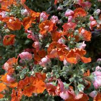 ガマズミ,ネメシア,ブルークローバー,水仙,寄せ植えの画像