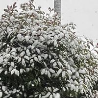 ユッカ,雪の日の画像