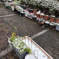 シクラメン,シクラメン,サツキ,サツキ,シダの画像