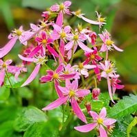 ダイモンジソウの画像