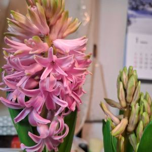 ヒヤシンス,チロリアン・デージー,オスぺオスペルマム,リビング,庭の画像