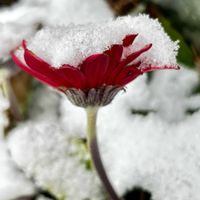 ガーベラ,マツ,マツ,ユーカリ ポポラス,今日の朝の画像
