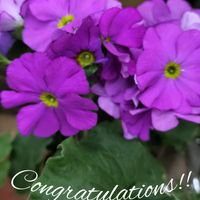 プリムラオブコニカ,青い花マニア,チーム・ブルー,チーム・ブルーNo.009,マドンナブルーの画像