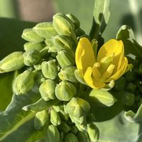 菜の花,新潟とう菜,花壇,ガーデニング,山野草の画像