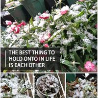 ダイアンサス,アガベ　笹の雪,多肉植物,雪❄,バルコニー/ベランダの画像