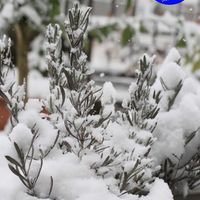 ラベンダー,EOS,毎月8日は鉢の日,われら17年組,ニコニコ日曜日の画像