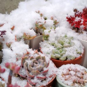 多肉中毒,ベランダ多肉,雪❄,タニラー,多肉女子の画像