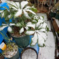 クリスマスローズ,クリスマスローズ,バラ,ベランダガーデニング,雪景色の画像