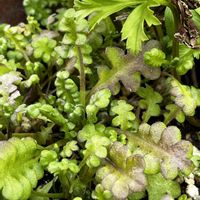 アネモネ,ニゲラ,ニゲラ,ネモフィラ,ネモフィラの画像