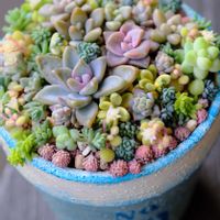 多肉植物,ベランダガーデニング,多肉植物のある暮らし,癒し…♡,可愛い❤の画像