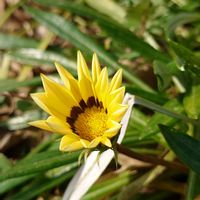 ガザニア,フユシラズ,サツキ,多肉ちゃん達,シラカシの画像