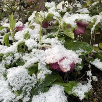 オキザリス,クリスマスローズ,プリムラ,ビオラ,花のある暮らしの画像