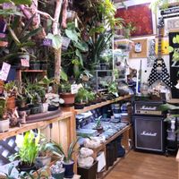 多肉植物,ウラボシ科,ビカクシダ属,食中植物,塊根の画像