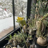 パキポディウム,パキポディウム マカイエンセ,ユーフォルビア属,パキポディウム・デンシフローラム,ユーフォルビア  ムランジーナの画像