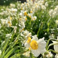 スイセン,パンジーの画像