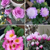 ベランダガーデン,癒し,雪景色,はちうえ,ピンクワールドへ ようこその画像