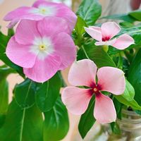 ニチニチソウ,雪の庭⛄,癒し,花のある暮らしの画像