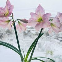 アマリリス,癒し,花のある暮らし,お花大好き♡,優しい気持ちの画像