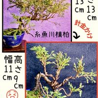 糸魚川真柏,盆栽,小品盆栽,ミニ盆栽,お庭の植物の画像