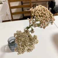 ライスフラワー,ライスフラワー,雑貨好き,キッチン,リビング・ダイニングの画像