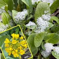 コマツナ,小松菜,プランター菜園,今日のお花,日曜ビタミンカラー♪の画像