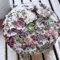 乙女心,多肉植物 寄せ植え,多肉植物いろいろ,センペルいろいろ,多肉  地植え花壇の画像