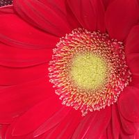 ガーベラ,ガーベラ,ガーベラ,iphone11の画像