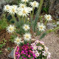 ヘリクリサム,フィリカの画像