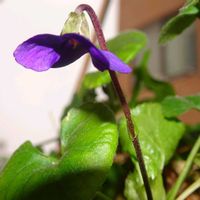 ローズゼラニウム,匂いスミレ,ニオイスミレの蕾の画像