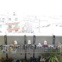 多肉植物,観葉植物,塊根植物,花,雪の画像