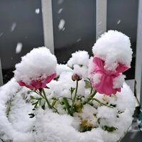 ラナンキュラス,ラナンキュラス,鉢植え,復興祈願,花友さんに感謝の画像