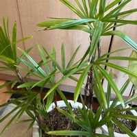 シュロチクの画像