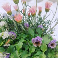 ローダンセマム,パンジー,ビオラ,ローダンセマム　アプリコットジャム,うえたビオラ・パピヨンワールドの画像