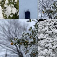 金柑,長靴,雪の朝,雪化粧,千葉県の画像