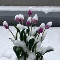 チューリップ,バルコニー/ベランダの画像