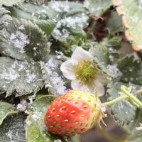 ミニトマト,パプリカ,パプリカ(黄),レモンユーカリ、,レモンユーカリ、の画像