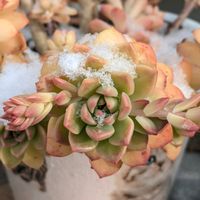 姫秋麗,マッコス,多肉植物,エケベリア属,我が家の庭の画像