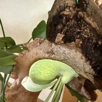 ビカクシダ,ガーデニング,お手入れ,冬の庭,リビング・ダイニングの画像