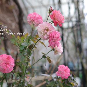 ミニバラ　カーナハニーゴールド,鉢植え,庭の花,花のある暮らし,季節の移ろいの画像