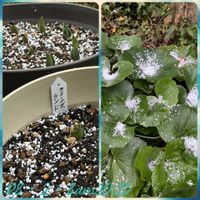 ツワブキ,癒し,今日の一枚,ありがとう♡,霰(あられ)の画像