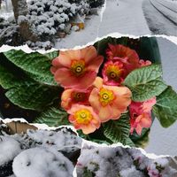 ネメシア,プリムラ,可愛い〜♡,雪❄,キュンキュン乙女倶楽部の画像