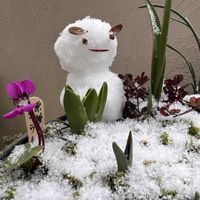 月桂樹,原種シクラメン コウム,つばき,雪だるま,あきらめないで‼️の画像