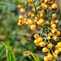 シコンノボタン,ナンテン,フヨウ,白南天,アベリアの画像