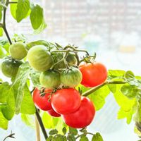 ミニトマト,実のなる植物,緑のある暮らし,リビング・ダイニングの画像